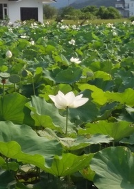 花神逆水寒端游